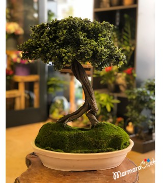 Yapay Bonsai 