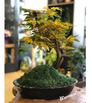 Kırçıllı Yapraklı Yapay Bonsai