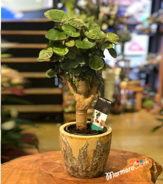 Polyscias Bonsai