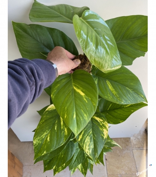 Epipremnum Aureum Mosstok Büyük Boy (Patos Sarmaşığı)