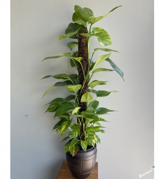 Epipremnum Aureum Mosstok Büyük Boy (Patos Sarmaşığı)