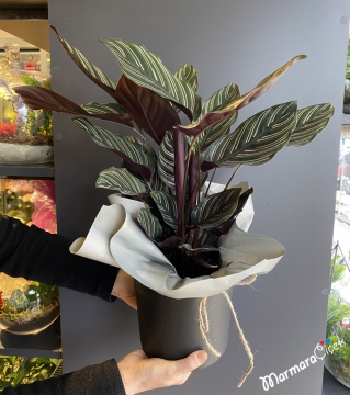 Calathea Dua Çiçeği