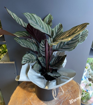 Calathea Dua Çiçeği