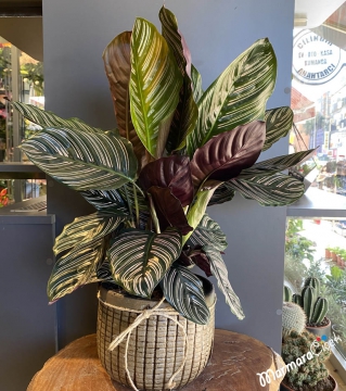 Calathea Ornata Dua Çiçeği