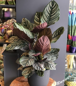 Calathea Ornata Dua Çiçeği