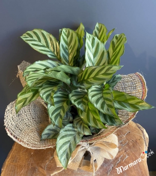 Calathea Roseopicta Dua Çiçeği