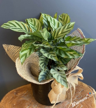 Calathea Roseopicta Dua Çiçeği