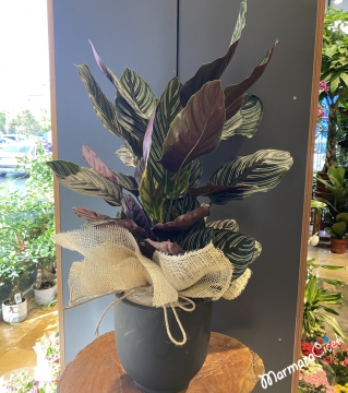 Calathea Ornata Dua Çiçeği