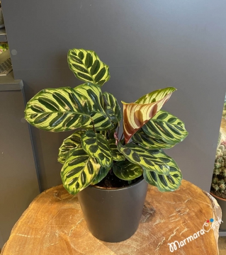 Calathea Dua Çiçeği