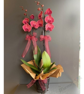 Çift Dallı Gül Kurusu Orkide