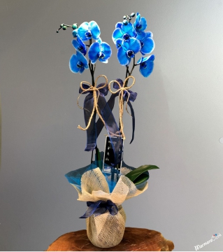 Çift Dallı Mavi Orkide