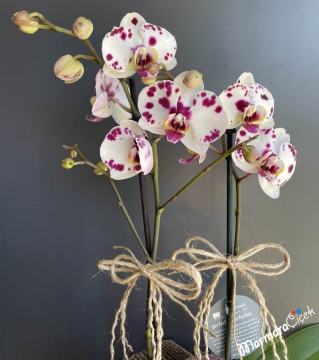 Çifli Benekli Orkide