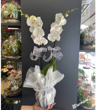 Çiftli Beyaz Orkide