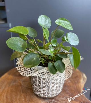 Para Çiçeği (Pilea)