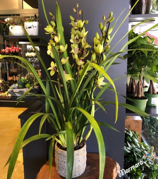 Cymbidium Orkide