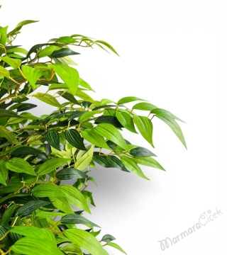 Dekoratif Yapay Ficus Ağacı