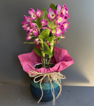 Midi Boy Fuşya Dendrobium Orkide