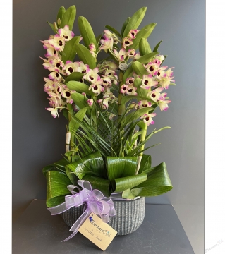 Dendrobium Bambu Orkide 