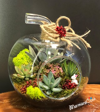 Succulents in the Apple Terrarium