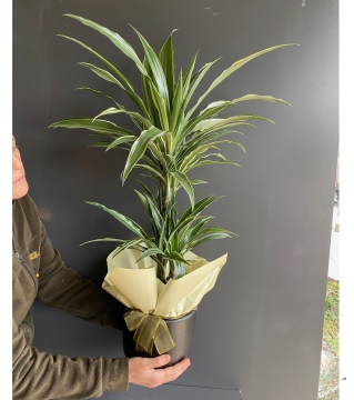 Dracena Bitkisi 