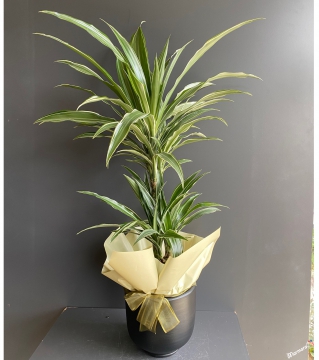 Dracena Bitkisi 