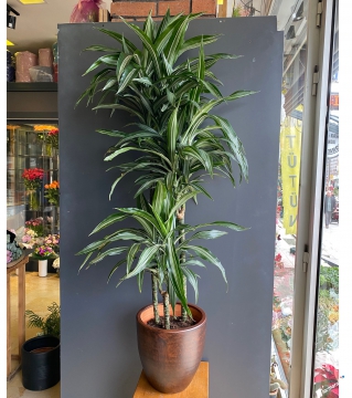 3 Gövdeli Dracena Warneckii 