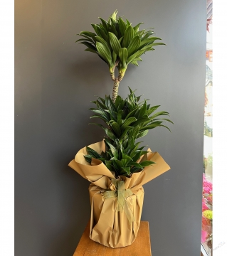 3'lü Dracena Compacta