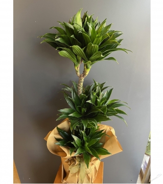 3'lü Dracena Compacta