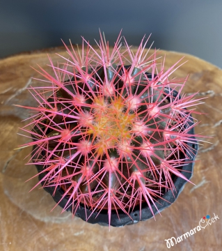 Echino Grusoni Pembe Kaktüs