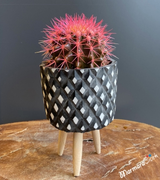 Echino Grusoni Pembe Kaktüs