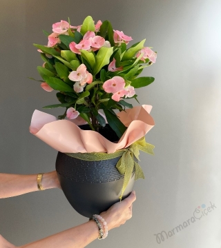 Euphorbia Dikenler Tacı