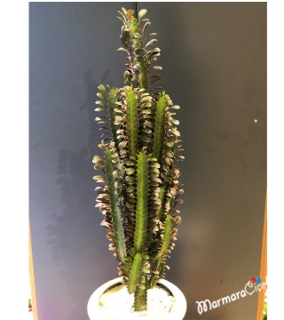 Euphorbia Trigona Kaktüs