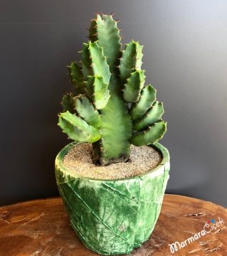 Euphorbia Trigona Kaktüs