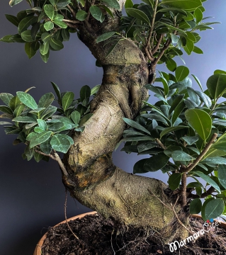 Ficus Bonsai