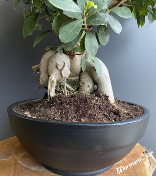 Ficus Ginseng  Bonsai 