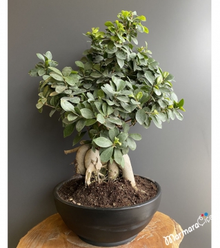 Ficus Ginseng  Bonsai 