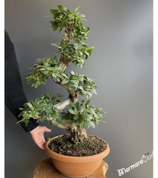 Ficus S Bonsai