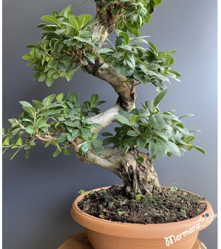 Ficus S Bonsai