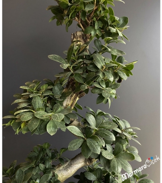 Ficus S Bonsai