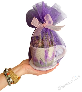 Fincan Saksıda Sümbül Soğanı 