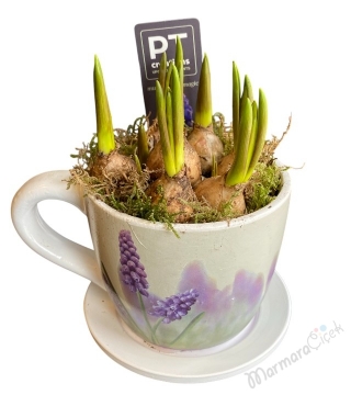 Fincan Saksıda Sümbül Soğanı 