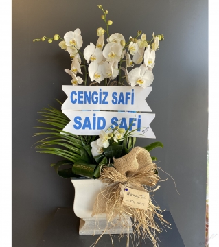 4 Dallı Fuar Orkide Aranjman 