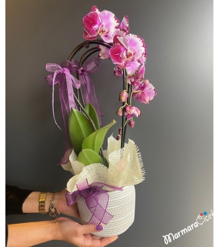 Fuşya Kırçıllı Sarkık (Cascade) Orkide