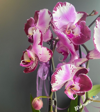 Fuşya Kırçıllı Sarkık (Cascade) Orkide
