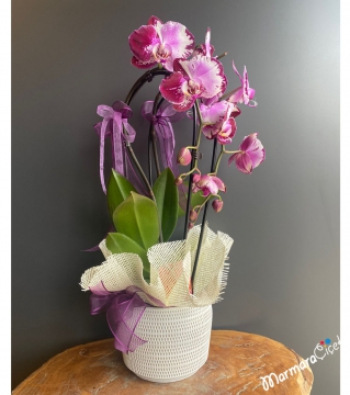 Fuşya Kırçıllı Sarkık (Cascade) Orkide