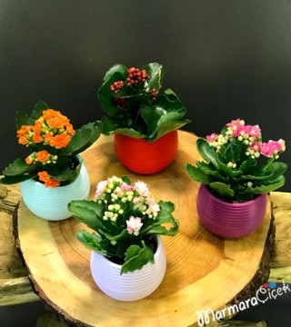 Kırmızı Kalanchoe