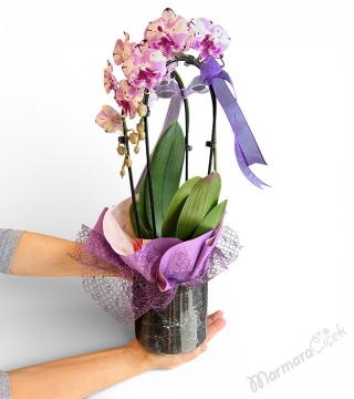 Fuşya Kırçıllı Sarkık (Cascade) Orkide