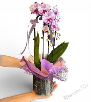 Fuşya Kırçıllı Sarkık (Cascade) Orkide