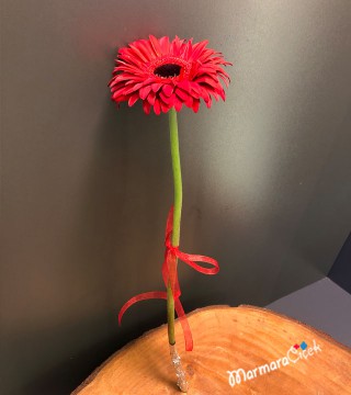 Gerbera