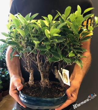 Ginseng Bonsai